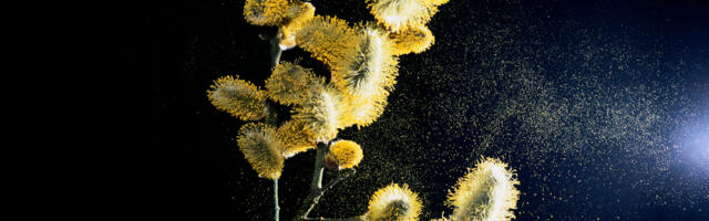 Using pollen to make paper, sponges, and more