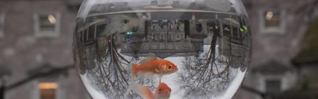 Alexa 'killed my fish': Tales from Amazon employee beta testers