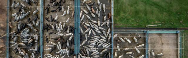 Why New York is suing the world’s biggest meat company