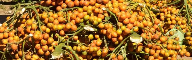 Betel nuts have been giving people a buzz for over 4,000 years