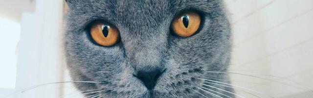 Google Photos Adds AI-Powered Meme Creation With 'Me Meme'