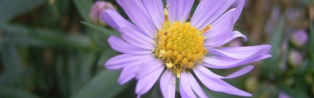 The mysterious tale of India’s TikTok ban and a flower picture getting 75M daily hits