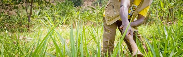 Applications open for 2 African agri-business challenges