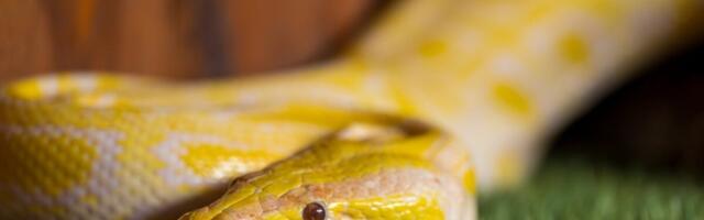 Scientists Have Cracked the Mystery of Snake Pee