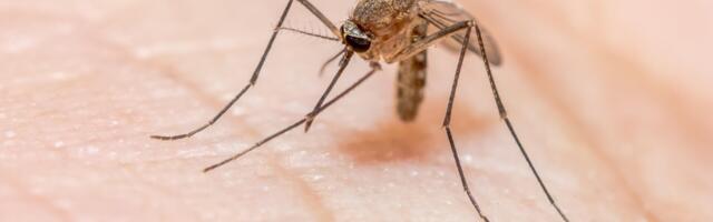 Woman Diagnosed with Malaria in Washington May Be State’s First Locally Acquired Case