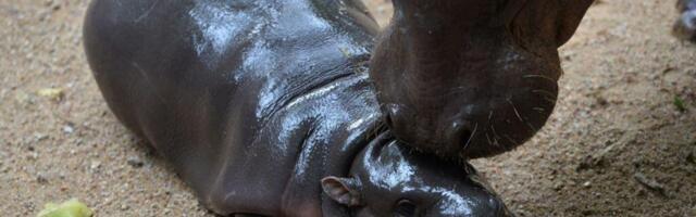 Need a Break? Watch Moo Deng, the Viral Pygmy Hippo, on a 24/7 Livestream