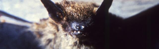 Bat colony checks in to hotel; 200 guests check out, unaware of rabies scare