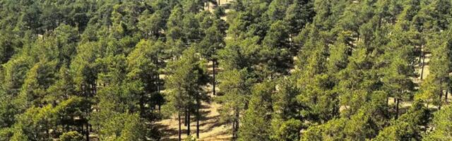 China Is Trying to Grow New Forests in This Notorious Mega-Desert. It’s Working