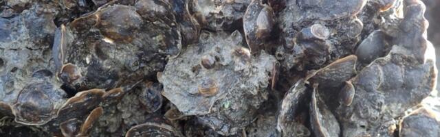 FDA announces recall of oysters sold in California, other states due to norovirus concerns