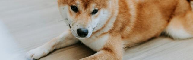 Dogecoin Futures Set New Record as Analysts Target $1 DOGE in 2025