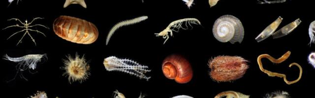 Company Discovers Hundreds of New Deep Sea Creatures While Figuring Out How to Mine Their Home