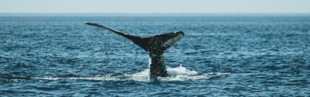 Sperm whales dive to depths of nearly 2,250 metres on a single breath, their heads packed with a waxy oil called spermaceti that solidifies under cold pressure and helps them sink like a stone toward prey they hunt in total darkness