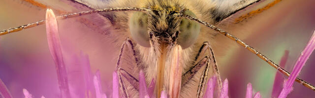 Winners announced in the Buglife Bug Photography Awards 2021