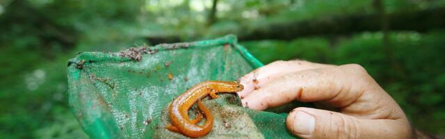 There’s a secret wildlife wonderland hidden in the US — and it’s in danger