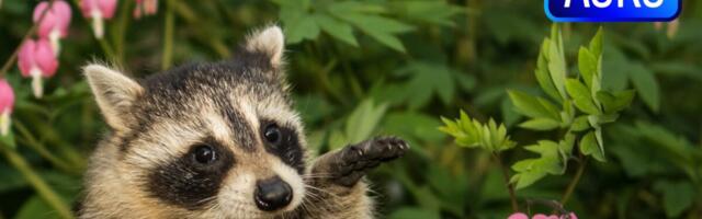 Which Wild Animals Could Humans Domesticate Into the Next Great Pet?