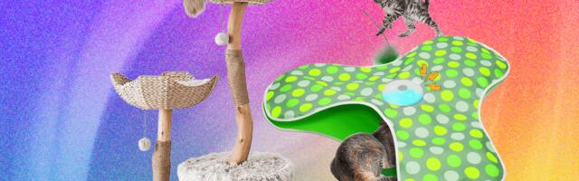 The Best Cat Toys for Your Furry Friend (2026)