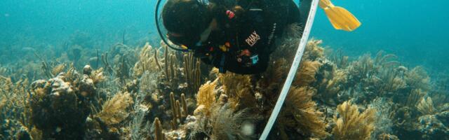 Closed Reefs Cost Money. A Colombian Coral Island May Have The Solution.
