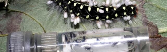 Holy Crap, We Were Way Off About How Many Insect Species Live on Earth