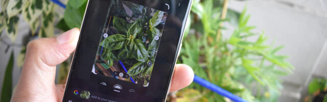Circle to Search is my favorite tool for identifying the birds and the bees
