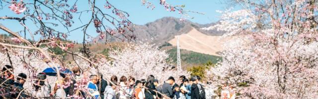 I went to Japan during peak cherry blossom season and found an easy way to escape the crowds at popular tourist attractions