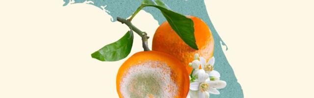 The Fight to Save Florida’s Oranges