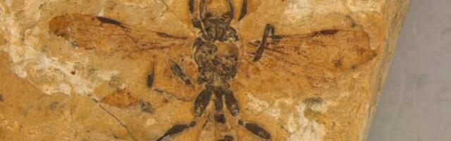 The Oldest Known Ant Specimen Held Its Prey With Weird Mandibles, Researchers Claim