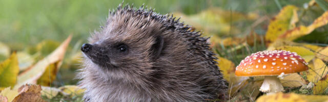 Can AI detect hedgehogs from space? Maybe if you find brambles first.