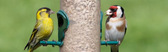 A Wildlife Expert Explains How to Get More Birds at Your Bird Feeder