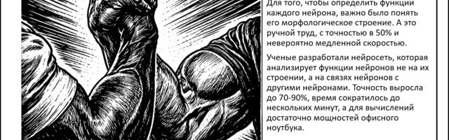 Искусственный интеллект и функции нейронов в мозге. Как связи определяют природу наших клеток