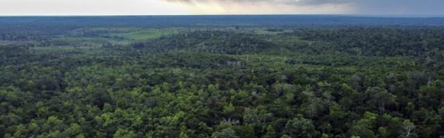 Motion cameras were set up in the jungles of Guatemala — and they captured something incredible