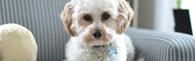 AI could soon speak dog and cat