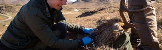 Highland red deer tracked by GPS in innovative landscape-scale study of behaviour and habitat use