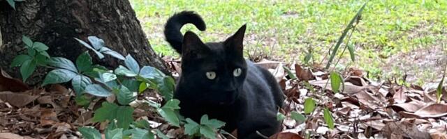 Florida Cat Named Pepper Brings Home Never-Before-Seen Virus—for the Second Time