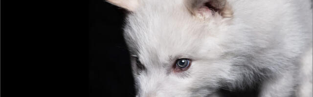 De-extinction company announces that the dire wolf is back