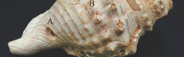 6,700-Year-Old Shell Trumpets Were Prehistoric Communication Tools, Study Suggests