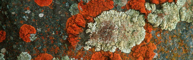 Lichens can survive almost anything, and some might survive Mars