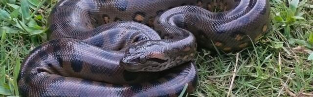 Anacondas Are the Rare Prehistoric Giants That Never Shrank, Ssssstudy Reveals