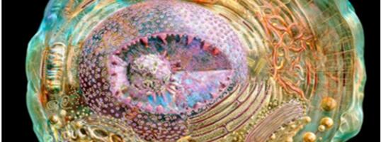 Гуминовые вещества и биосфера Гуминовые вещества и биосфера