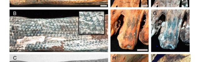 Lasers Expose Stunning Tattoo Art on 1,200-Year-Old Peruvian Mummies