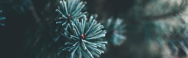 Climate Change – What Forestry and Christmas Trees Can Do To Help