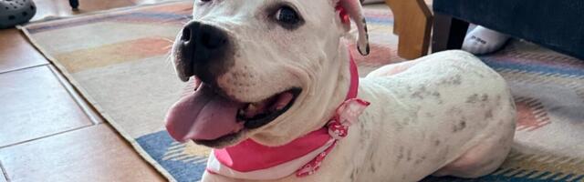 I helped a lost dog’s AirTag ping its owner: An ode to replaceable batteries