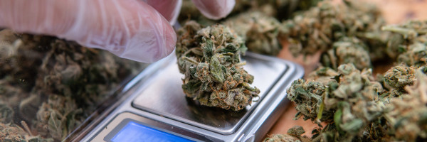 Cannabis legalization measures set to pass in 5 states