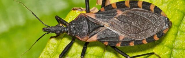 Kissing Bugs Are Creeping Into Florida Homes—and They’re Carrying a Dangerous Parasite