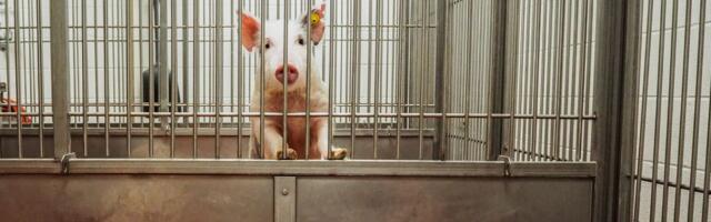 What’s worse than a cruel animal experiment? A cruel and fake animal experiment.