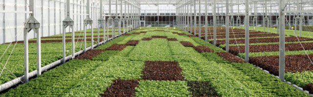 New York-based indoor ag company Gotham Greens raises $87 million