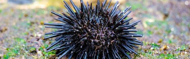 Sea Urchins Are Basically Brains Covered in Spikes, Study Finds