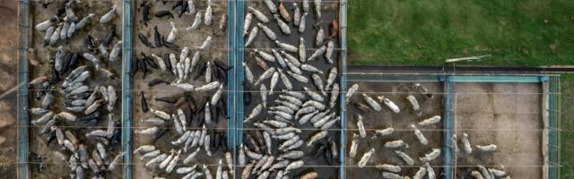 Leather is not an innocent byproduct of the meat industry