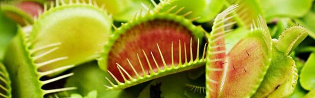 This Is How a Venus Flytrap Knows It’s Time to Snap Shut