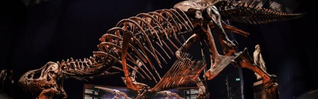 T. Rex Took Its Sweet Time Getting Huge