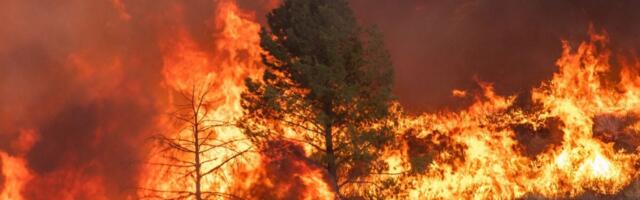 The Deadliest Kind of Wildfire Now Dominates California’s Forests